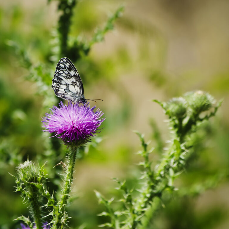 14188058 thistle and buterfly