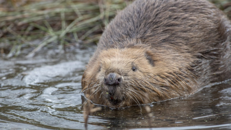 Scottishspca newsarticle internationalbeaverday