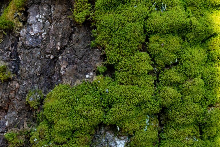 Green moss on a tree trunk