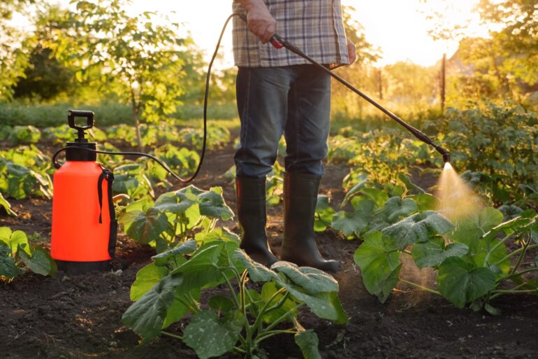 51180018 farmer spraying pesticide sprayer garden farm vegetable garden spraying protection plant field rows agriculture fertilizer spraying insecticide fungicide herbicide