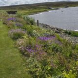 Featured visual for “Lochwood Cottage Open Garden”