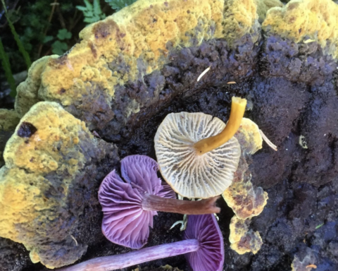 Featured visual for “Galloway Wild Foods Fungi Foraging Walk”