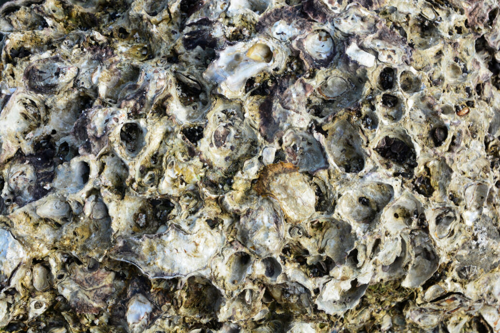 Wild oysters attached to rocks