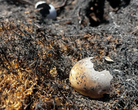 Charred eggshell fragments lie on burned ground at Abernethy following the July 2026 | Credit: RSPB Scotland