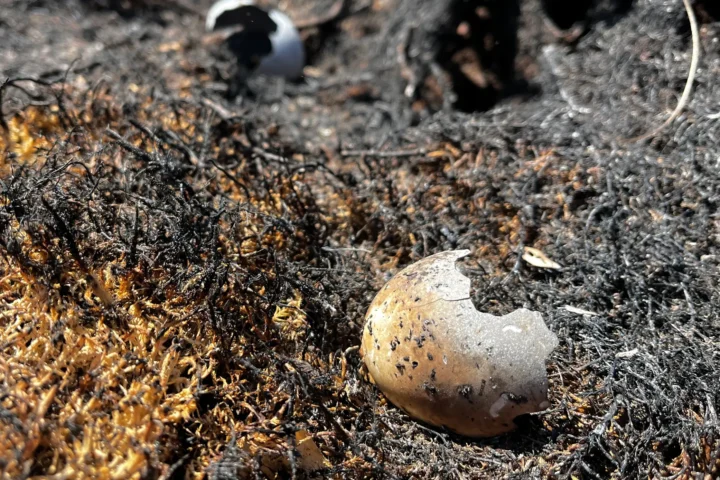 Charred eggshell fragments lie on burned ground at Abernethy following the July 2026 | Credit: RSPB Scotland