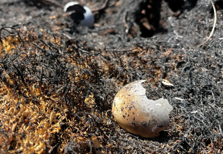 Charred eggshell fragments lie on burned ground at Abernethy following the July 2026 | Credit: RSPB Scotland