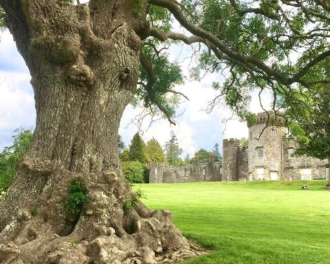 balloch ash tree