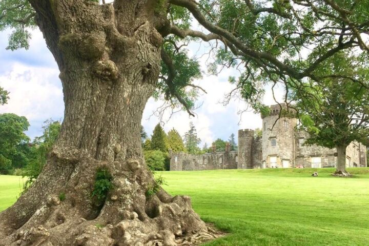 balloch ash tree