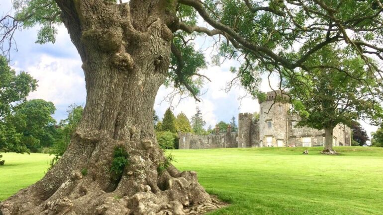 balloch ash tree