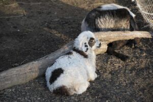 23140108 the portrait of sheep farming outdoor