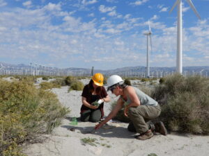 Scientists collect carcasses at a wind energy facility as part of research to estimate wildlife mortality. Image: Manuela Huso, U.S. Geological Survey (USGS), public domain