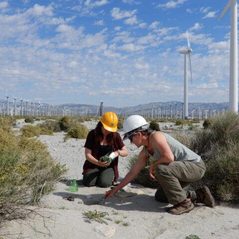 Scientists collect carcasses at a wind energy facility as part of research to estimate wildlife mortality. Image: Manuela Huso, U.S. Geological Survey (USGS), public domain