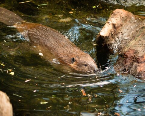 70228196 north american beaver castor canadensis wild animal swimming dam building