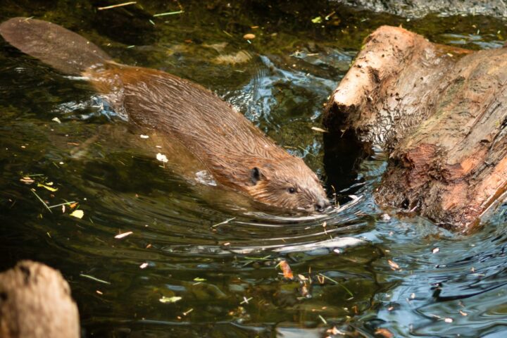 70228196 north american beaver castor canadensis wild animal swimming dam building