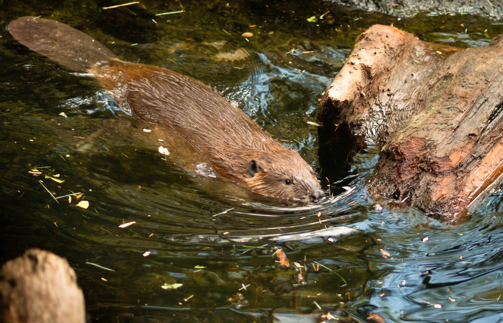 70228196 north american beaver castor canadensis wild animal swimming dam building
