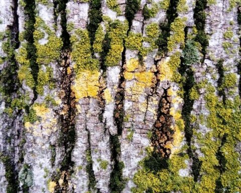 89715286 green moss on a tree trunk old bark creeping spore green plant without roots and flowers