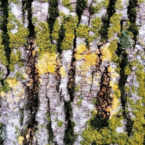 89715286 green moss on a tree trunk old bark creeping spore green plant without roots and flowers