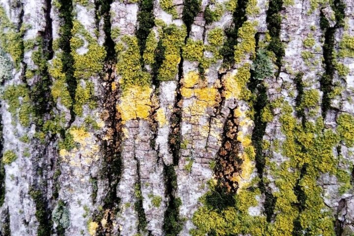 89715286 green moss on a tree trunk old bark creeping spore green plant without roots and flowers