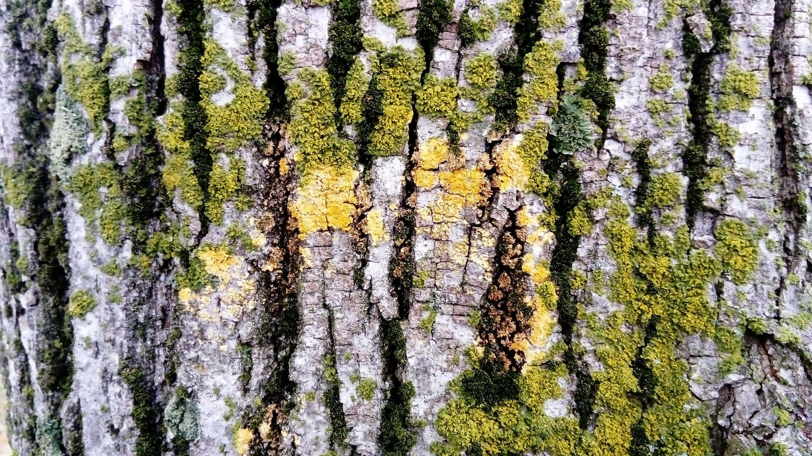 89715286 green moss on a tree trunk old bark creeping spore green plant without roots and flowers