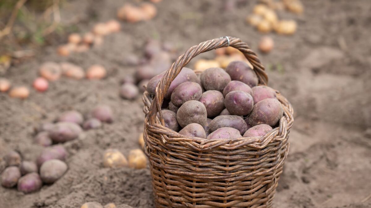 57378978 just harvested potato in basket