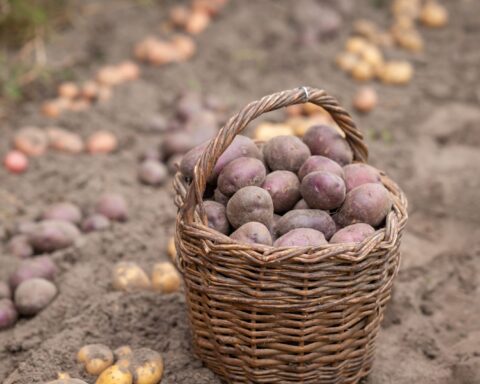 57378978 just harvested potato in basket