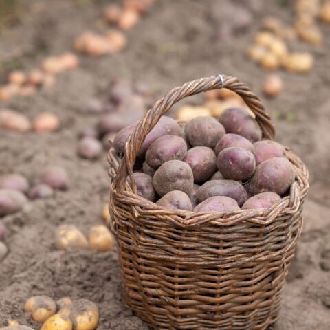 57378978 just harvested potato in basket