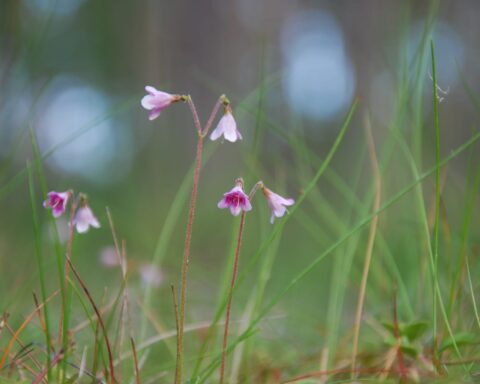 72474848 twinflowers closeup