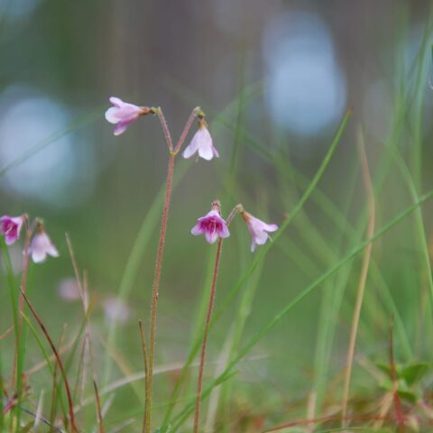 72474848 twinflowers closeup