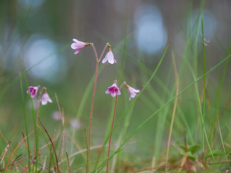 72474848 twinflowers closeup