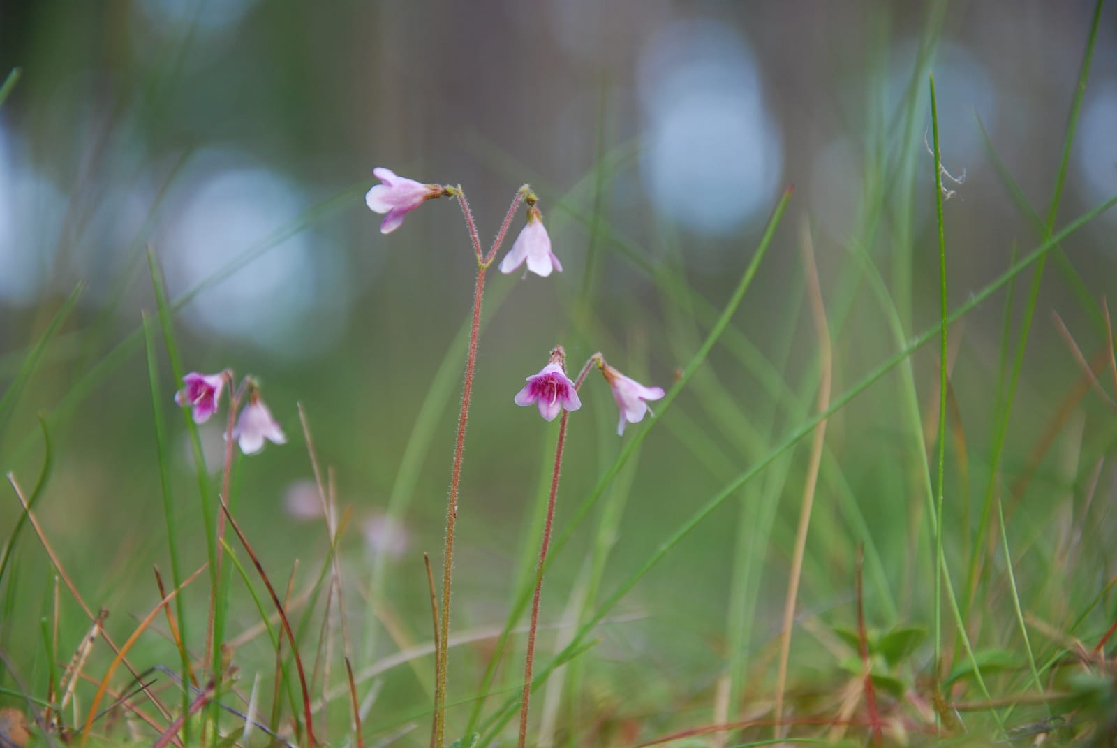 72474848 twinflowers closeup