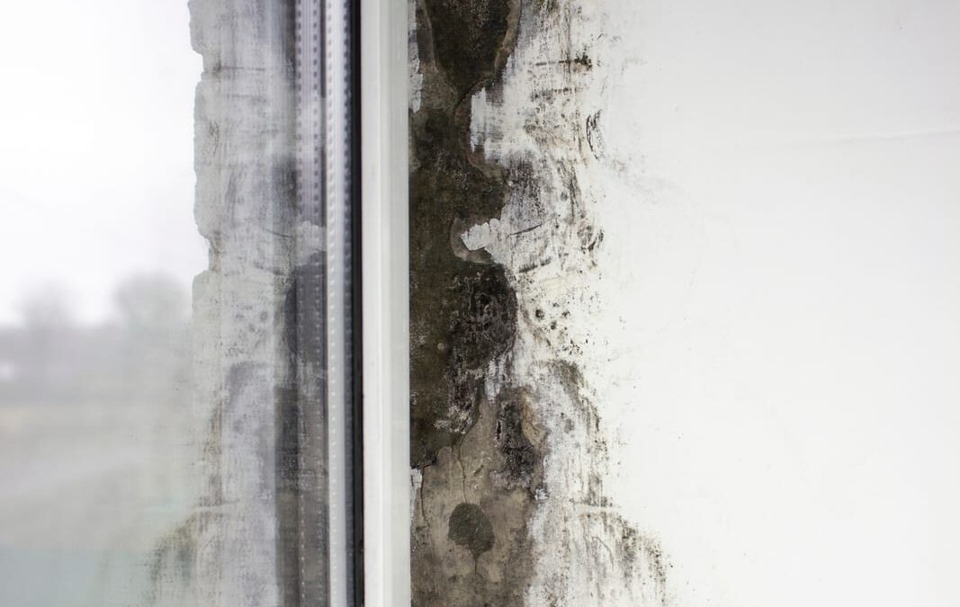 81975258 mold near the windows fungus on the walls of the house metal plastic windows are not properly installed