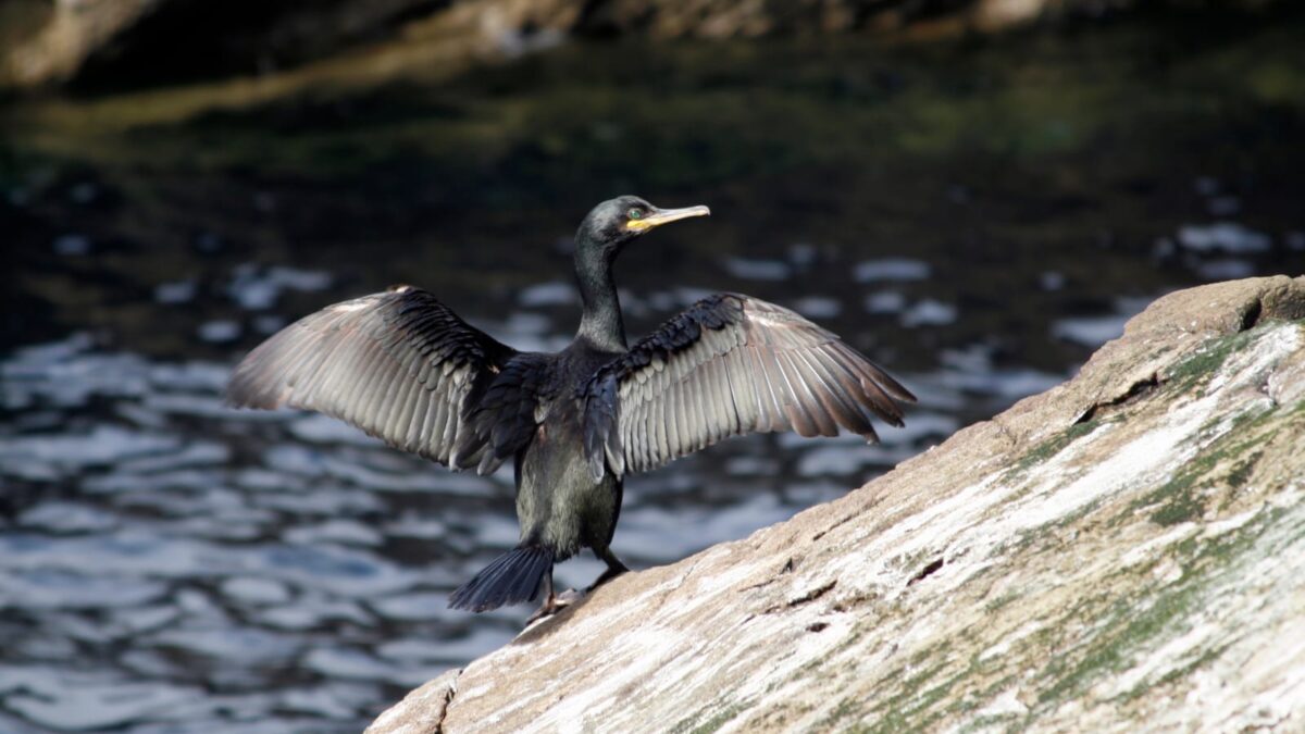 Scotland’s Seabird Rescue Confronts Gaps in Island Protection