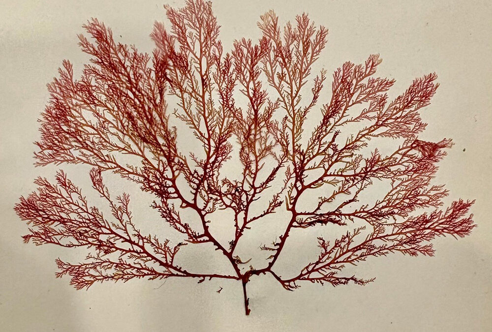 A pressed seaweed specimen from Flowers of the Sea, published by the Iona Press in 1891. Credit: National Library of Scotland