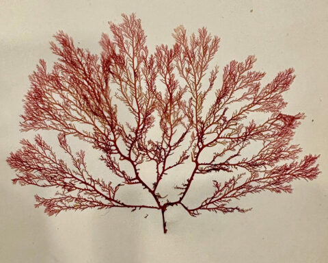 A pressed seaweed specimen from Flowers of the Sea, published by the Iona Press in 1891. Credit: National Library of Scotland