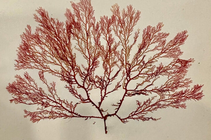 A pressed seaweed specimen from Flowers of the Sea, published by the Iona Press in 1891. Credit: National Library of Scotland