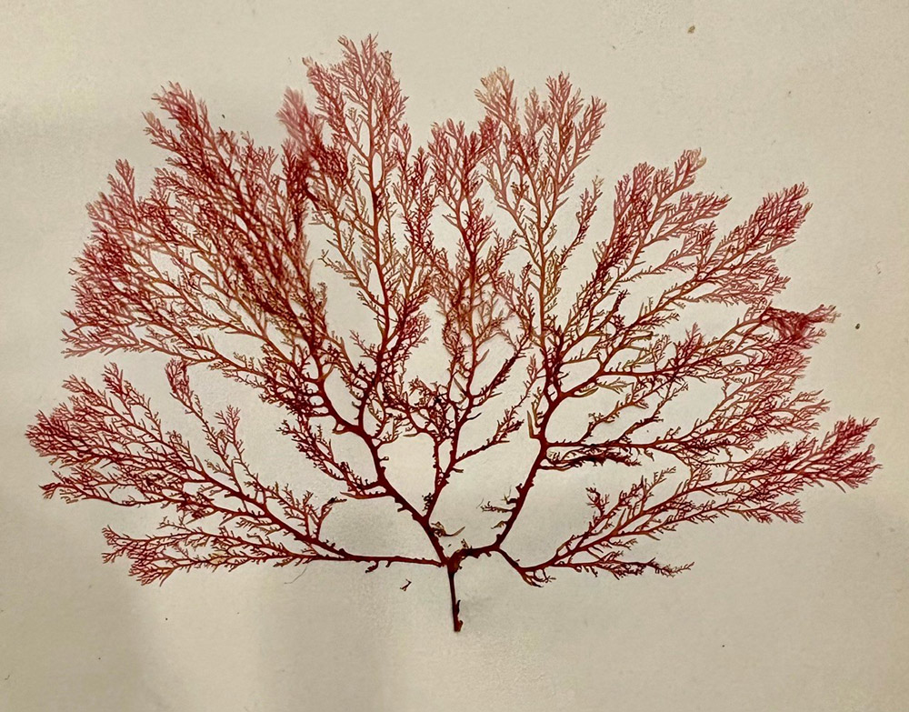 A pressed seaweed specimen from Flowers of the Sea, published by the Iona Press in 1891. Credit: National Library of Scotland
